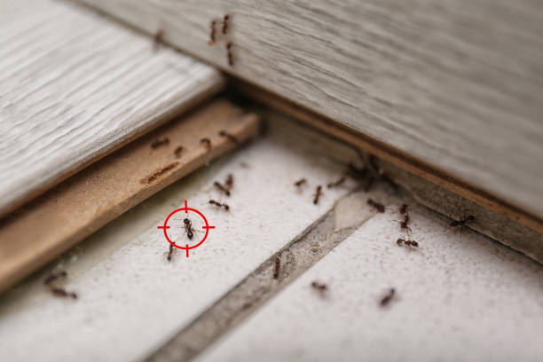 Detroit Beach, MI Pest Control Company