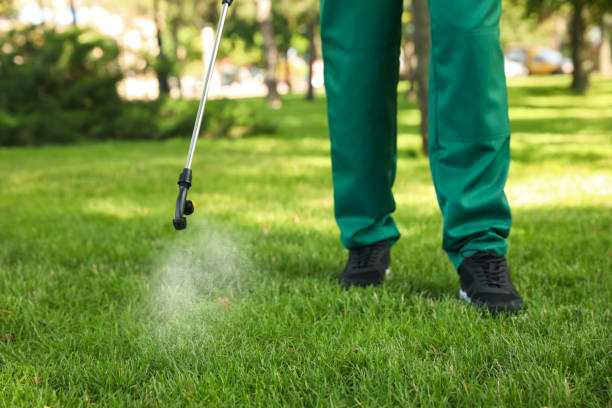 Best Flea Control Services  in Detroit Beach, MI