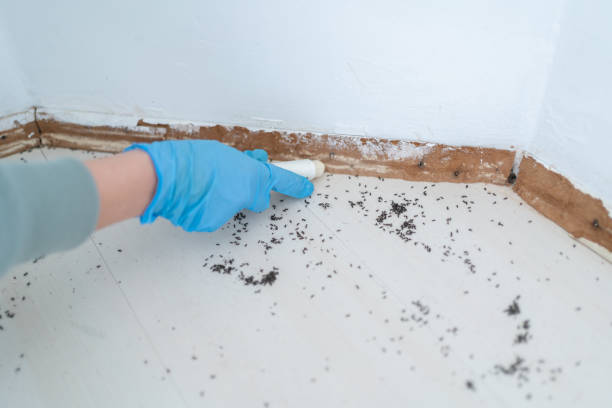 Best Best Pest Control Companies  in Detroit Beach, MI